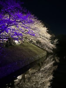 Hoa anh đào được chiếu sáng về đêm